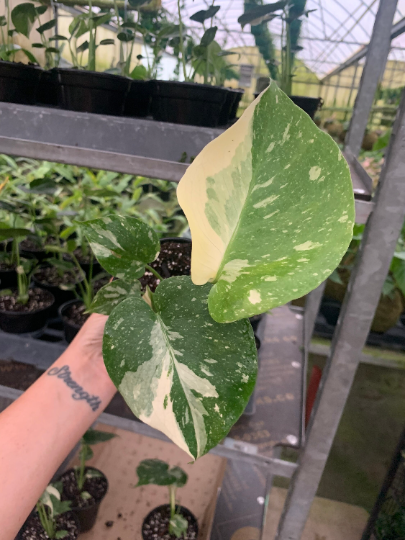 Monstera Thai constellation 4” / sellers choice - PlantlyAddicted