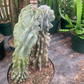 Monstrous Cacti 10” - PlantlyAddicted