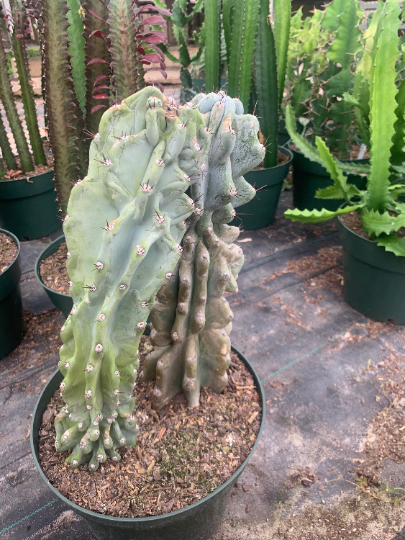 Monstrous Cacti 10” - PlantlyAddicted