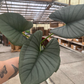 Alocasia Nebula reginale 6” - PlantlyAddicted