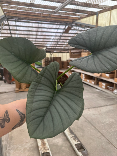 Alocasia Nebula reginale 6” - PlantlyAddicted