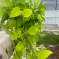 Neon Pothos 8" - PlantlyAddicted