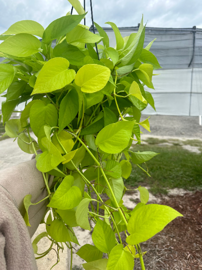 Neon Pothos 8" - PlantlyAddicted