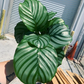 Orbifolia Calathea 6” - PlantlyAddicted