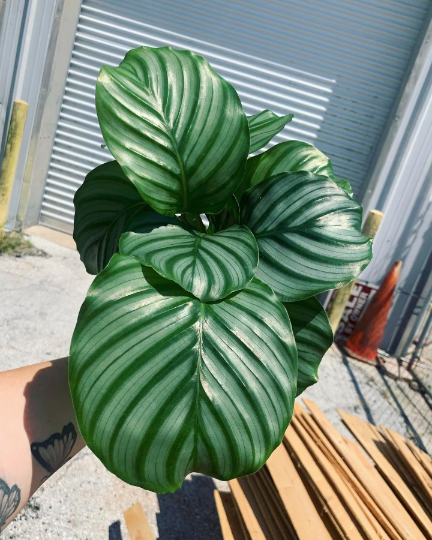 Orbifolia Calathea 6” - PlantlyAddicted