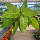 Painted Lady Philodendron 6” - PlantlyAddicted