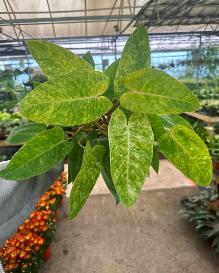 Painted Lady Philodendron 6” - PlantlyAddicted