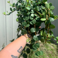 Peperomia Hope 8” HB XL - PlantlyAddicted