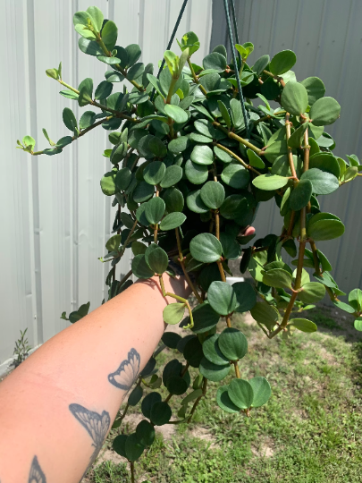 Peperomia Hope 8” HB XL - PlantlyAddicted