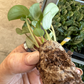 Peperomia frost starter PLUG (must buy 2 plugs) - PlantlyAddicted