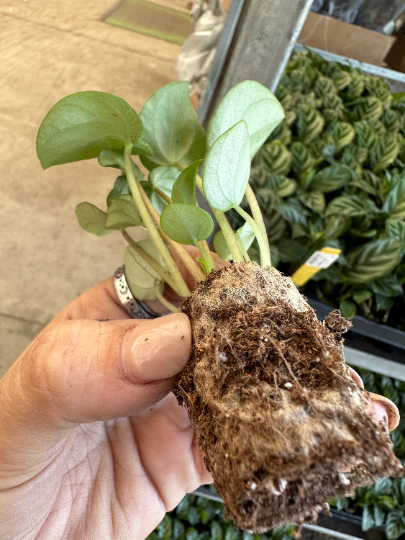 Peperomia frost starter PLUG (must buy 2 plugs) - PlantlyAddicted