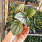 Peperomia frost starter PLUG (must buy 2 plugs) - PlantlyAddicted