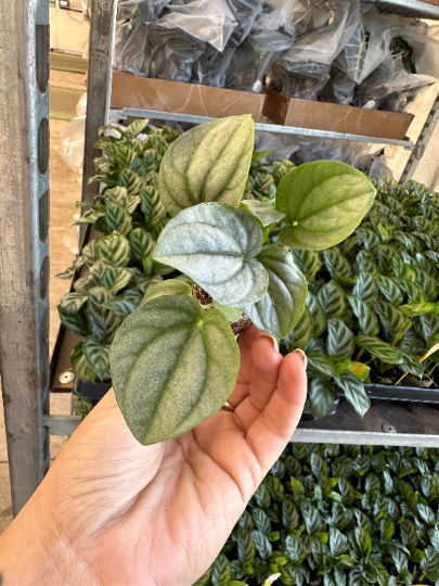 Peperomia frost starter PLUG (must buy 2 plugs) - PlantlyAddicted