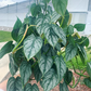 Philodendron Brandi 8” HB - PlantlyAddicted