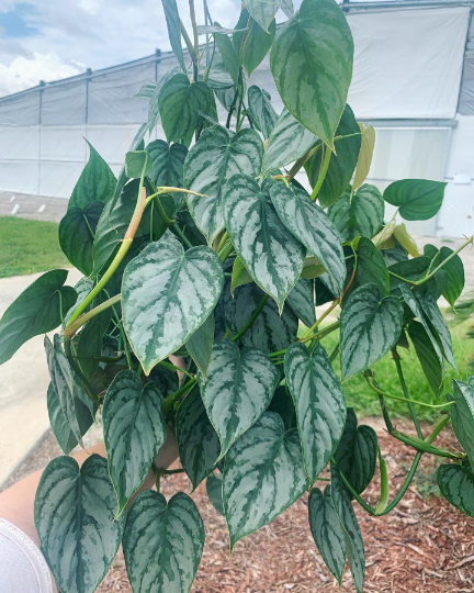 Philodendron Brandi 8” HB - PlantlyAddicted