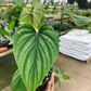 Philodendron Plowmanii 4” - PlantlyAddicted