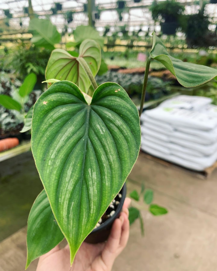 Philodendron Plowmanii 4” - PlantlyAddicted