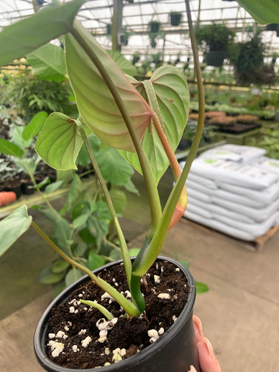 Philodendron Plowmanii 4” - PlantlyAddicted