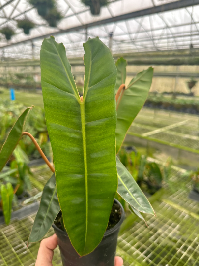 Philodendron Billie - PlantlyAddicted