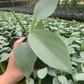 Philodendron Silver Sword 4” - PlantlyAddicted