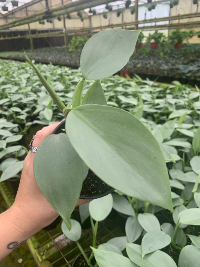 Philodendron Silver Sword 4” - PlantlyAddicted