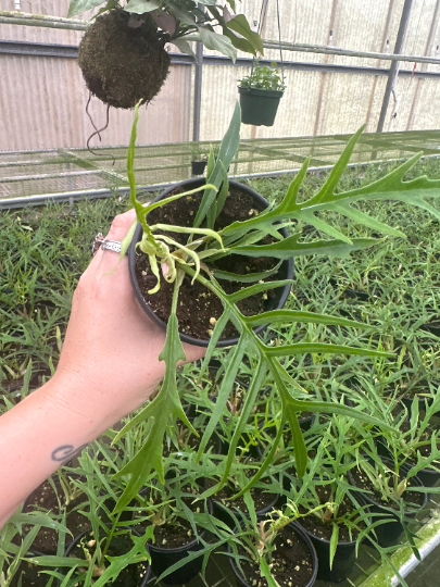 Philodendron tortum 4” - PlantlyAddicted