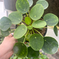 Pilea Chinese money plant 6” - PlantlyAddicted