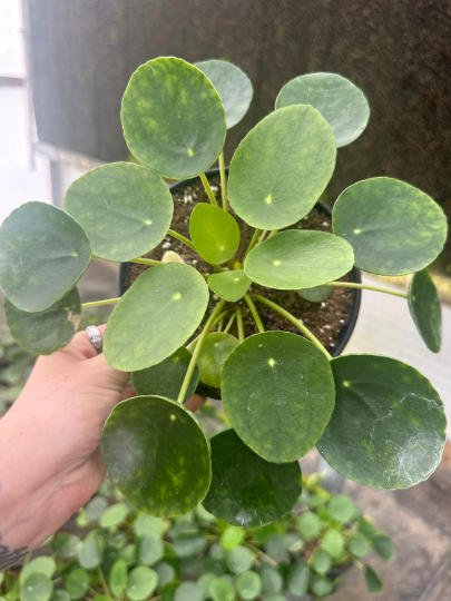 Pilea Chinese money plant 6” - PlantlyAddicted