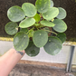 Pilea Chinese money plant 6” - PlantlyAddicted