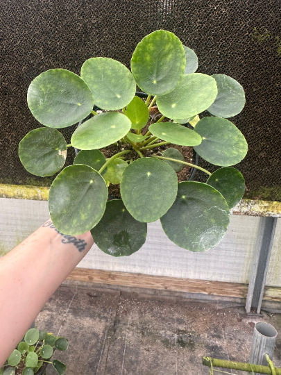 Pilea Chinese money plant 6” - PlantlyAddicted