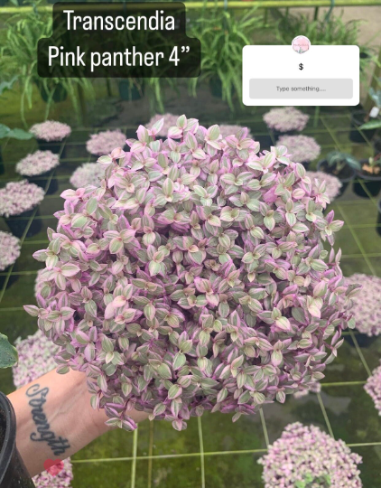 Pink Panther - PlantlyAddicted