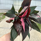 Pink princess Philodendron 8” - PlantlyAddicted