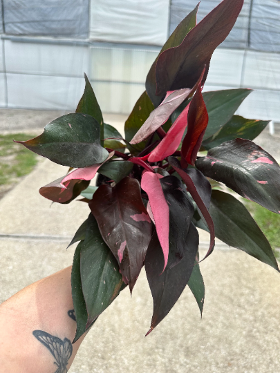 Pink princess Philodendron 8” - PlantlyAddicted