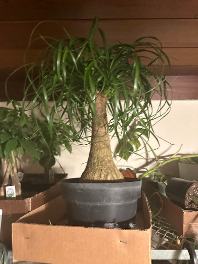 Pony Tail Palm 8” - PlantlyAddicted