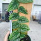 RARE Monstera Dubia 4” - PlantlyAddicted