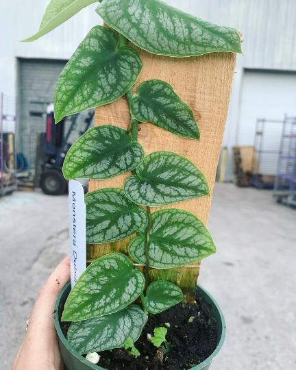 RARE Monstera Dubia 4” - PlantlyAddicted