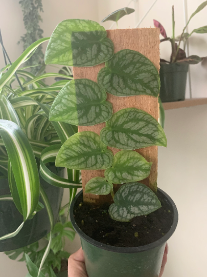 RARE Monstera Dubia 4” - PlantlyAddicted