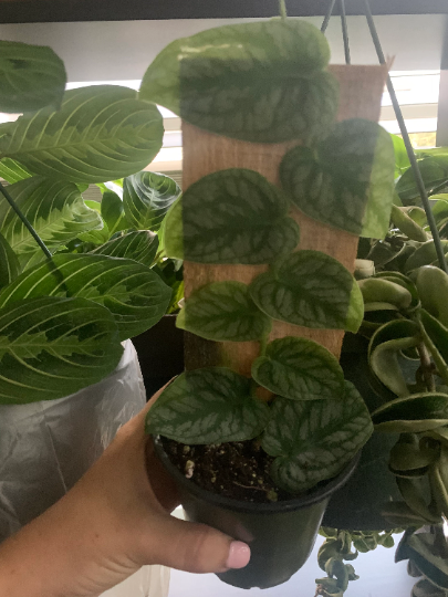 RARE Monstera Dubia 4” - PlantlyAddicted