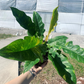 Ring Of Fire Philodendron 6 XL - PlantlyAddicted