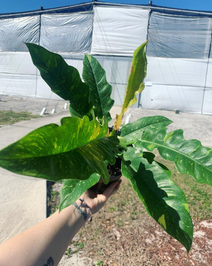 Ring Of Fire Philodendron 6 XL - PlantlyAddicted