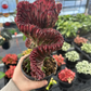 Rare Euphorbia Lactea "Cristata" ,Coral Cactus in 4" Pot - PlantlyAddicted