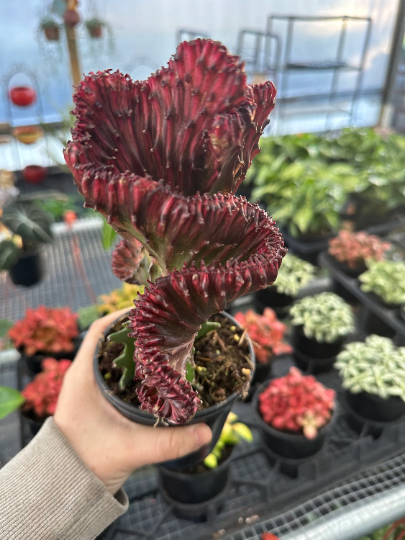 Rare Euphorbia Lactea "Cristata" ,Coral Cactus in 4" Pot - PlantlyAddicted