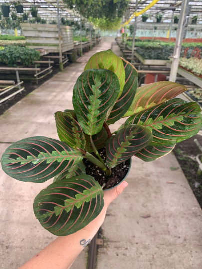 Red Maranta / 4” - PlantlyAddicted