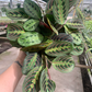 Red maranta 8" Hanging - PlantlyAddicted