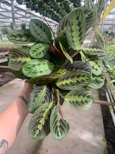 Red maranta 8" Hanging - PlantlyAddicted