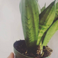 Sansevieria Moonshine 4” - PlantlyAddicted