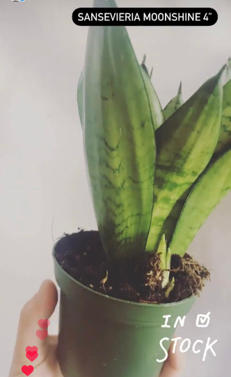 Sansevieria Moonshine 4” - PlantlyAddicted