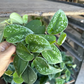 Silver Ann Pothos 4” - PlantlyAddicted