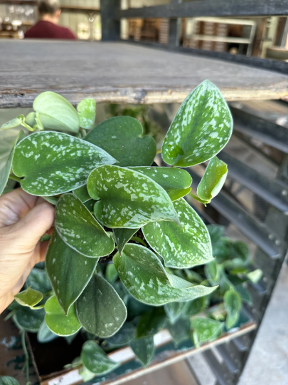 Silver Ann Pothos 4” - PlantlyAddicted