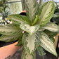 Silver Bay Algonema 6” - PlantlyAddicted